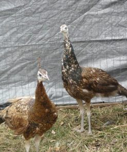 Spalding Purple Black Shoulder Peafowl